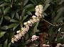 Pieris japonica